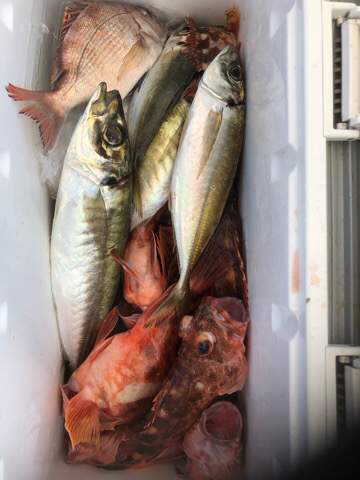 幸吉丸 釣果