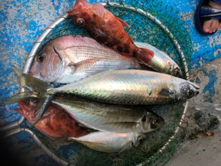 幸吉丸 釣果
