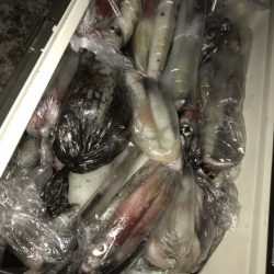 寿裕 （YOSHIHIRO） 釣果