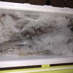 幸風（さちかぜ） 釣果