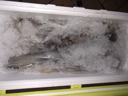 幸風（さちかぜ） 釣果