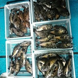 フィッシングガイド りょう 釣果