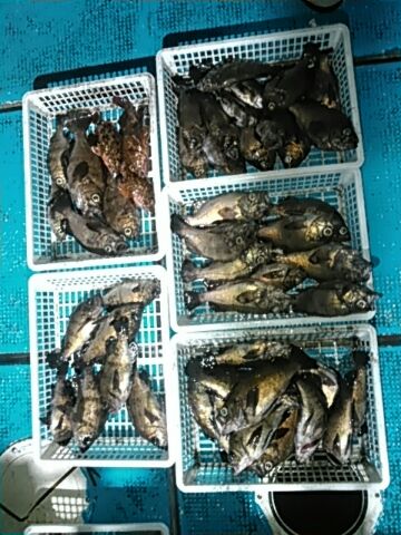 フィッシングガイド りょう 釣果