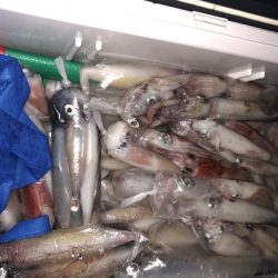 幸風（さちかぜ） 釣果