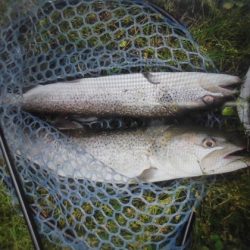 高萩ふれあいの里フィッシングエリア 釣果