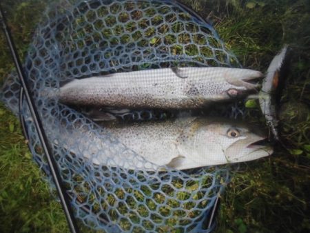 高萩ふれあいの里フィッシングエリア 釣果