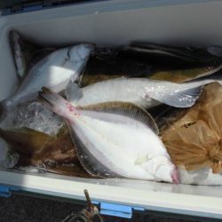 大進丸（新潟） 釣果