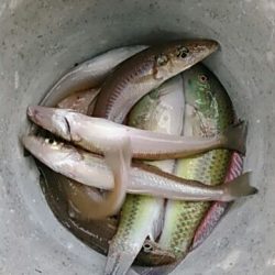 フィッシングガイド りょう 釣果