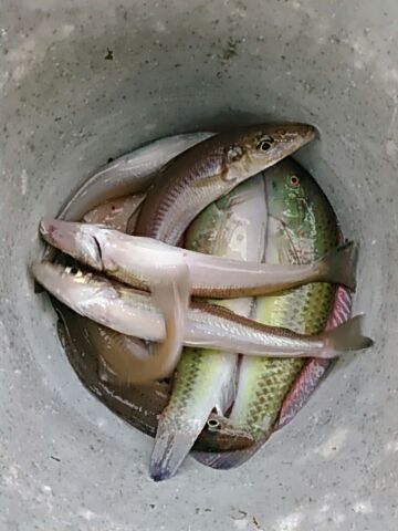 フィッシングガイド りょう 釣果