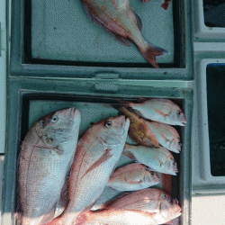 第二ゆず丸 釣果