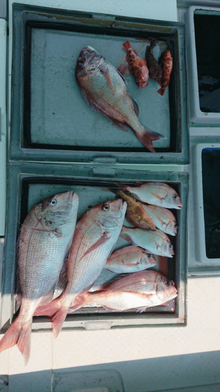 第二ゆず丸 釣果