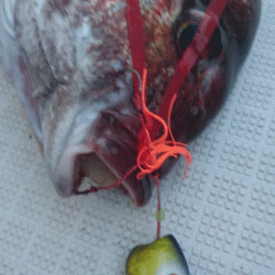 遊漁船ブルーウッズ 釣果