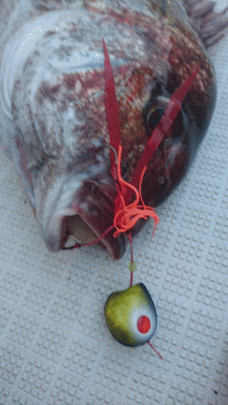 遊漁船ブルーウッズ 釣果