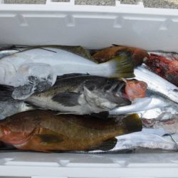 大進丸(新潟) 釣果