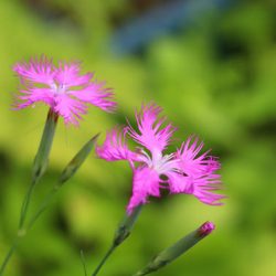 小菅トラウトガーデン 釣果