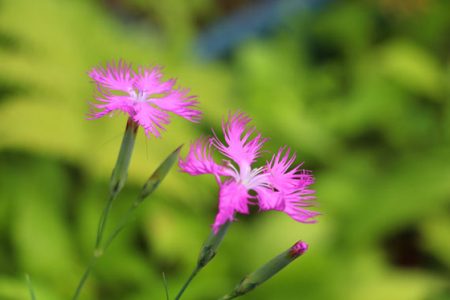小菅トラウトガーデン 釣果