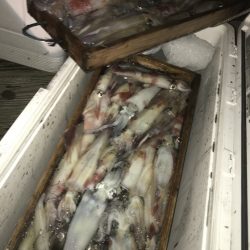 寿裕 （YOSHIHIRO） 釣果