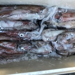 幸風（さちかぜ） 釣果