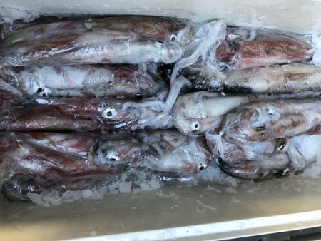 幸風（さちかぜ） 釣果