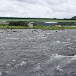 狩野川(狩野川漁業協同組合) 釣果