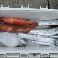 大進丸(新潟) 釣果