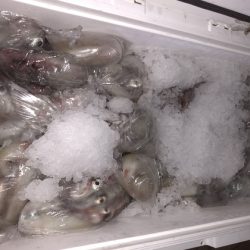 幸風（さちかぜ） 釣果