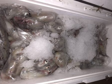 幸風（さちかぜ） 釣果