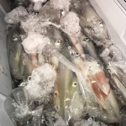 寿裕 （YOSHIHIRO） 釣果