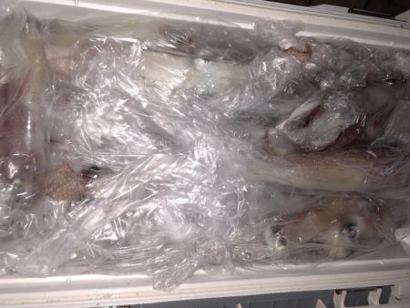 幸風（さちかぜ） 釣果