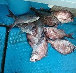 フィッシングガイド りょう 釣果