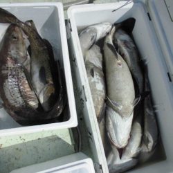 大進丸(新潟) 釣果