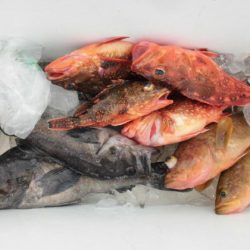 大進丸(新潟) 釣果