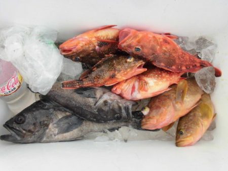 大進丸(新潟) 釣果