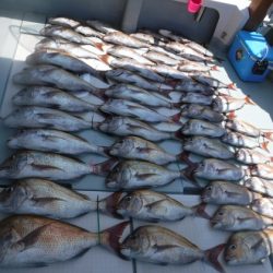 遊漁船 幸友丸 釣果