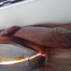 遊漁船 新鋭丸 釣果