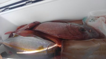 遊漁船 新鋭丸 釣果