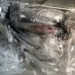 幸風（さちかぜ） 釣果