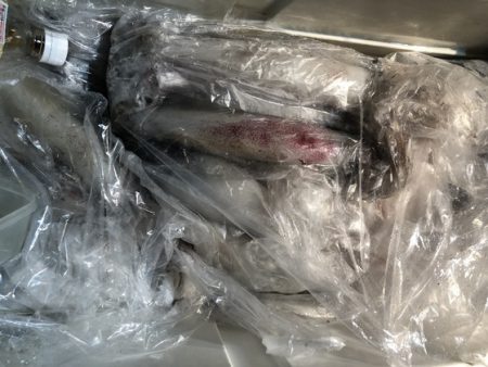 幸風（さちかぜ） 釣果