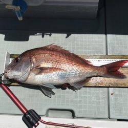 フィッシングボートACE(エース) 釣果