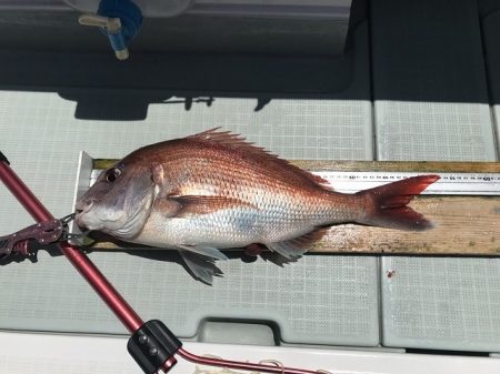 フィッシングボートACE(エース) 釣果