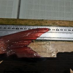 フィッシングボートACE(エース) 釣果