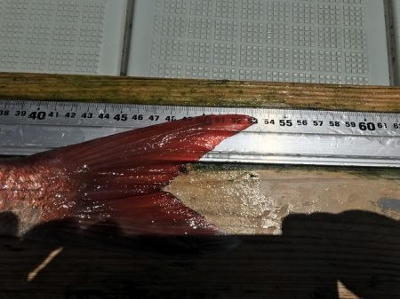 フィッシングボートACE(エース) 釣果