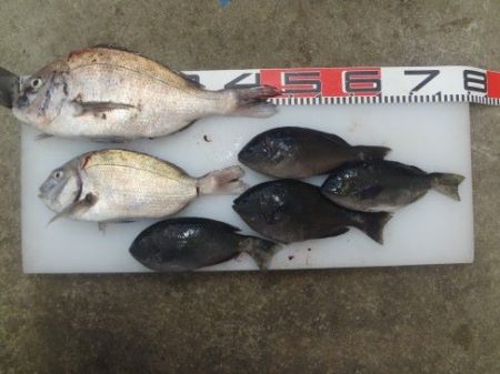 のとじま臨海公園海づりセンター 釣果