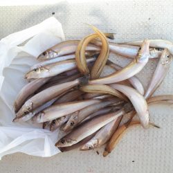 釣り船くわだ 釣果