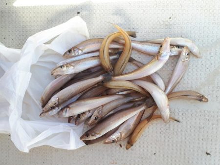 釣り船くわだ 釣果