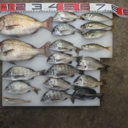 のとじま臨海公園海づりセンター 釣果