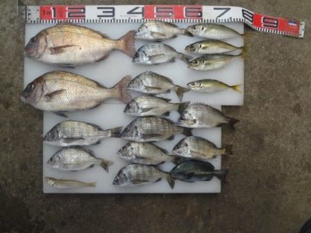 のとじま臨海公園海づりセンター 釣果