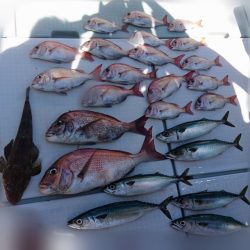 フィッシングボートACE（エース） 釣果