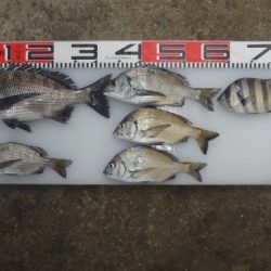 のとじま臨海公園海づりセンター 釣果