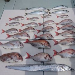 フィッシングボートACE（エース） 釣果